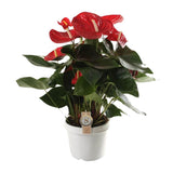 Plante Anthurium rouge Ø21 cm