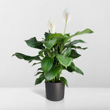 Spathiphyllum - Lys de la Paix - ø19cm - ↕80cm