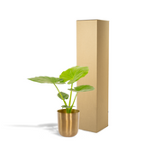 Plante Alocasia Macrorrhiza avec pot doré