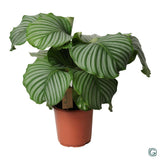 Calathea Orbifolia - Ø21cm - ↕55cm
