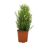 Euphorbia Tirucalli - Ø21cm - ↕60cm