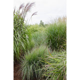 Panicum virgatum 'Prairie Sky' - Ø19cm - ↕50cm