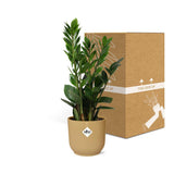 Plante artificielle Zamioculcas Ø14 cm hauteur 45-50 cm