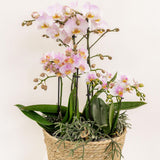 Insert avec réservoir d'eau et mèches pour orchidées Ø25 cm