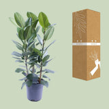 Ficus Audrey Tuft 3 Supports - Ø27cm - ↕105cm