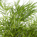 Asparagus Falcatus - Asperge ornementale - Ø17cm - ↕55cm