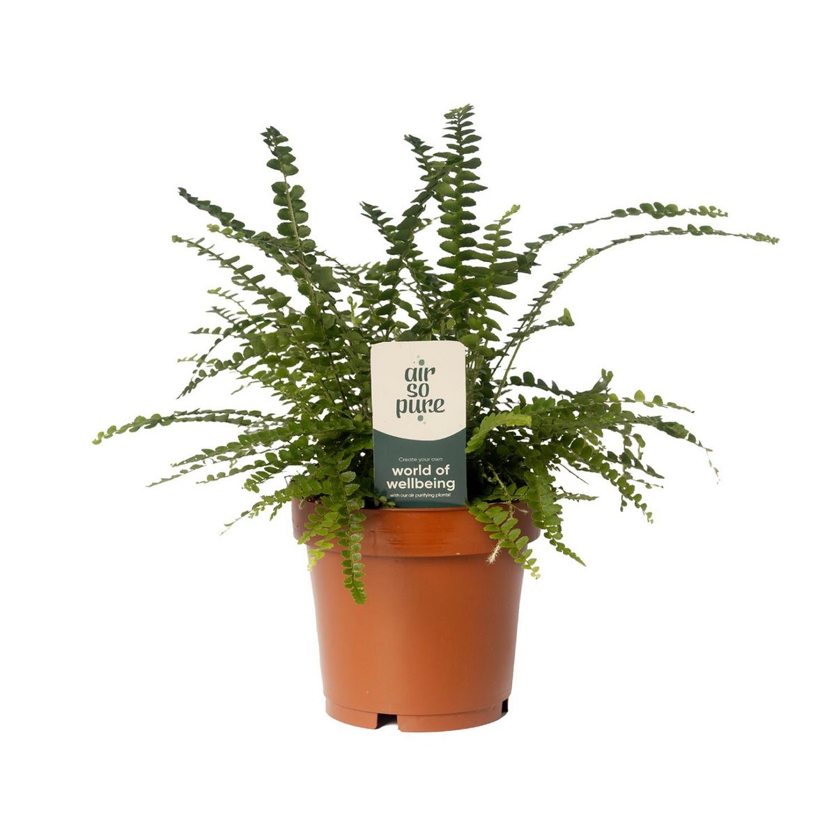 Vue rapprochée des feuilles délicates de Nephrolepis Cordifolia Duffii