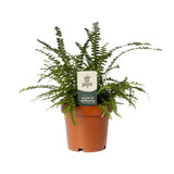 Vue rapprochée des feuilles délicates de Nephrolepis Cordifolia Duffii