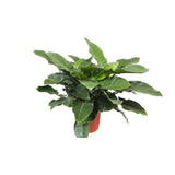 Philodendron Imperial vert Ø34 cm hauteur 90 cm