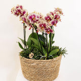 Inlay avec réservoir d'eau et mèches d'arrosage pour orchidées 25 cm