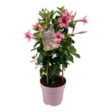 Plante artificielle Mandevilla Sundaville rose flamingo Ø17 cm H55 cm