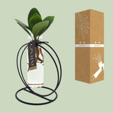 Clusia en verre lima + fer - Ø5cm - ↕10cm