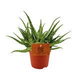 Aloe spider Ø10,5 cm ↕15 cm
