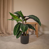Calathea Warscewiczii - Plante Paon - Ø19cm - ↕70cm