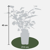 Plante mûrier noir Ø13 cm