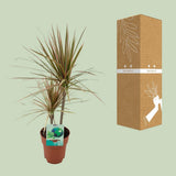 Dracaena margina bicolor - Ø19cm - ↕70cm