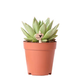 Plante artificielle succulente Echeveria Miranda verte Ø9 cm