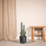 Pilosocereus Azureus - Cactus - Ø21cm - ↕55cm