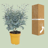 Eucalyptus Gunnii Azura Struik - Ø20cm - ↕50cm