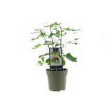 Ficus Precosos de Dalmatie - Plante d'intérieur élégante avec feuillage vert luxuriant