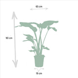 Ensemble de plantes artificielles Monstera, Musa nain et Strelitzia