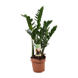 Zamioculcas 6-7 plumes-height 80-85 cm. - Ø17cm - ↕80cm