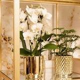 Orchidée Phalaenopsis blanche en pot 9 cm