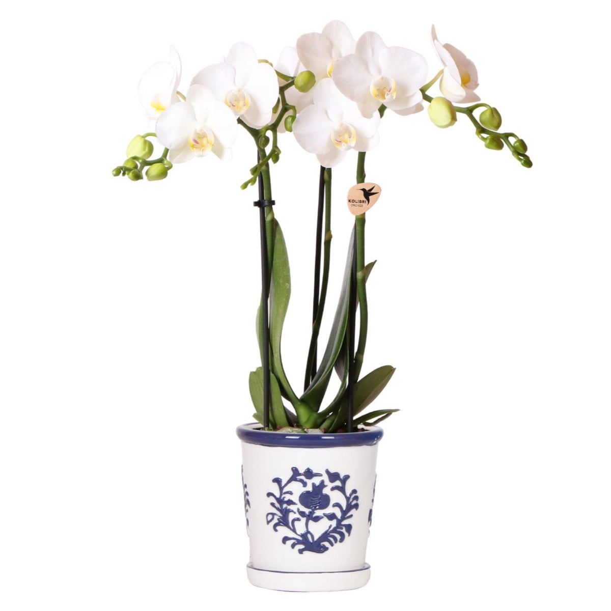 Orchidée Amabilis blanche dans un pot décoratif Malaga bleu, design élégant