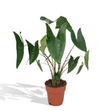 Alocasia Zébrina - Ø19cm - ↕75cm