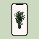 Dracaena Frag. Janet Craig - Ø27cm - ↕120cm