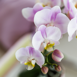 Lot de 2 orchidées roses du Portugal en pot Como avec réservoir d'eau