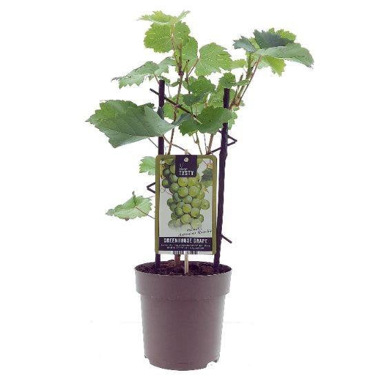 Vitis Muscaat de Alexandrie - Plante de raisin avec feuilles vertes et grappes de raisins