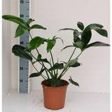 Philodendron vert en pot Ø19 cm hauteur 70 cm