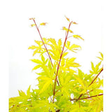 Acer Palm 'Anne Irene' dans un intérieur moderne, ambiance zen