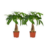Lot de 2 plantes Pachira Aquatica en pot Ø12 cm