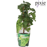 Vitis Pixie Riesling plante décorative en pot plastique recyclé blanc