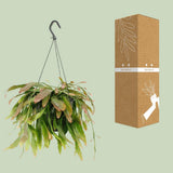 Plante Rhipsalis corail rouge en pot Ø17 cm