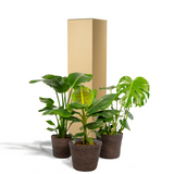 Lot de 3 plantes d'intérieur tropicales