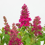 Buddleja Dav. 'Butterfly Candy Little Ruby' - Ø19cm - ↕25cm