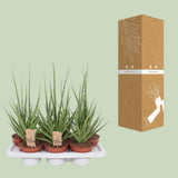 Sansevieria gracilis gris - Ø14 cm - 55 cm