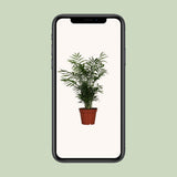 Chamaedorea elegans - Ø17cm - ↕55cm