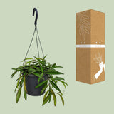 Accueil Weyetii- Ø19cm - ↕20cm