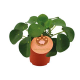 Pilater Pepperomioides - Ø11cm - ↕15cm