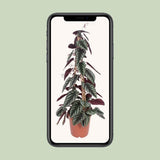 Cissus Antarctique - Ø24cm - ↕100cm