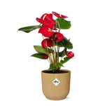 Anthurium rouge - détail des fleurs et feuillage