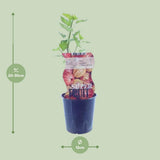 Ribes Hinnonmaki Röd (Rode Kruisbes) - Ø12cm - ↕30cm