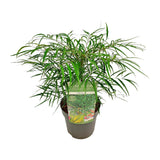 Mahonia Eur. Caresse douce - Ø19cm - ↕25cm
