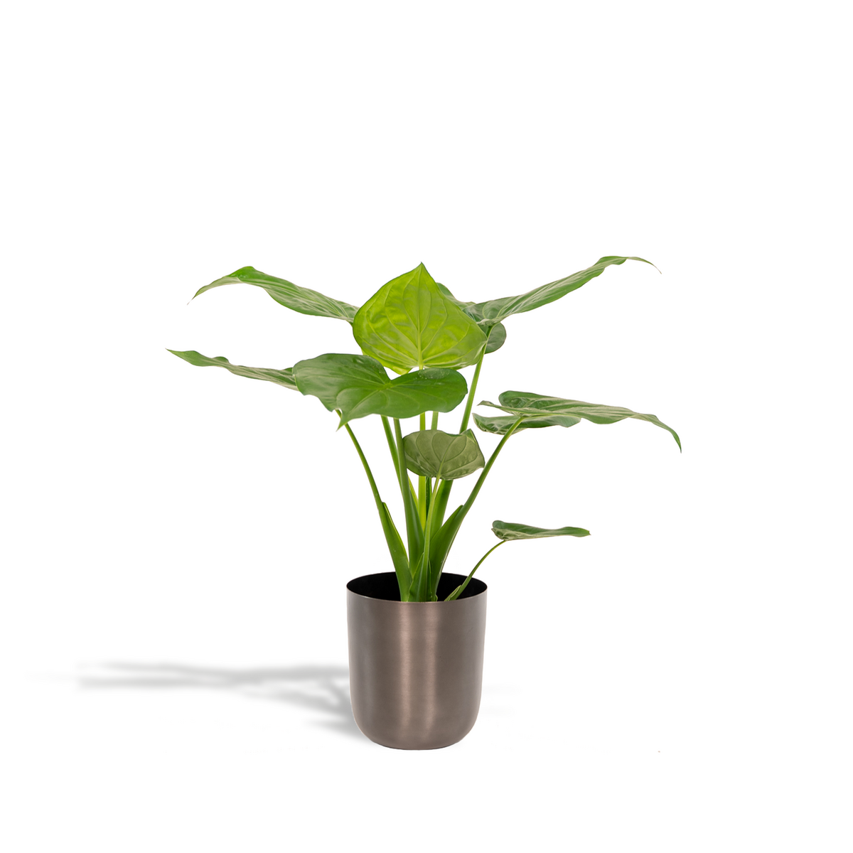 Alocasia Cucullata avec feuilles vertes brillantes dans un pot Mayk plomb