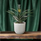 BROMELIA Ananas - Ø12cm - ↕30cm