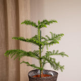 Plante Araucaria pin de chambre Ø14 cm hauteur 40 cm